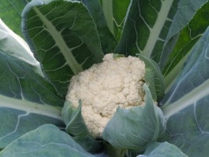 Cauliflower