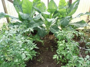 Cauliflower2