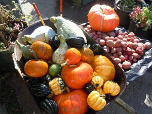 garden1