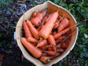 Carrots2