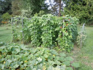 farm1