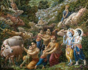 The fathers and cows greet their calves and children