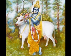 Krishna plays his flute with a cow