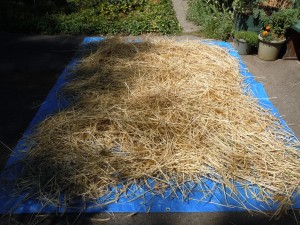 DSCN7347