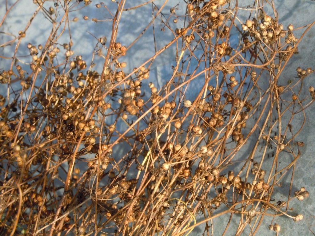 DSCN7565